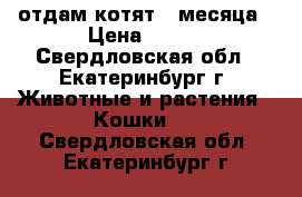 отдам котят 2 месяца › Цена ­ 100 - Свердловская обл., Екатеринбург г. Животные и растения » Кошки   . Свердловская обл.,Екатеринбург г.